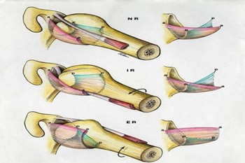 astatheia